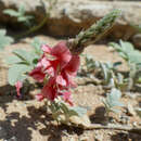 Слика од Indigofera cunenensis Torre