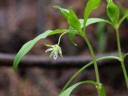 Image of Pseudostellaria palibiniana (Takeda) Ohwi