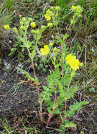 Image de Potentilla pimpinelloides L.