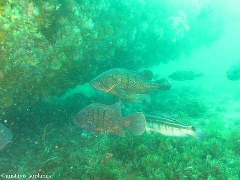 Acanthistius patachonicus (Jenyns 1840) resmi