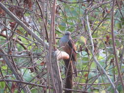 Image of Plaintive Cuckoo