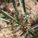Image of Cyperus sexangularis Nees