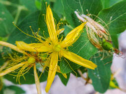 Image of Hypericum hircinum subsp. hircinum