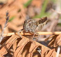 Image of Aiolopus strepens (Latreille 1804)