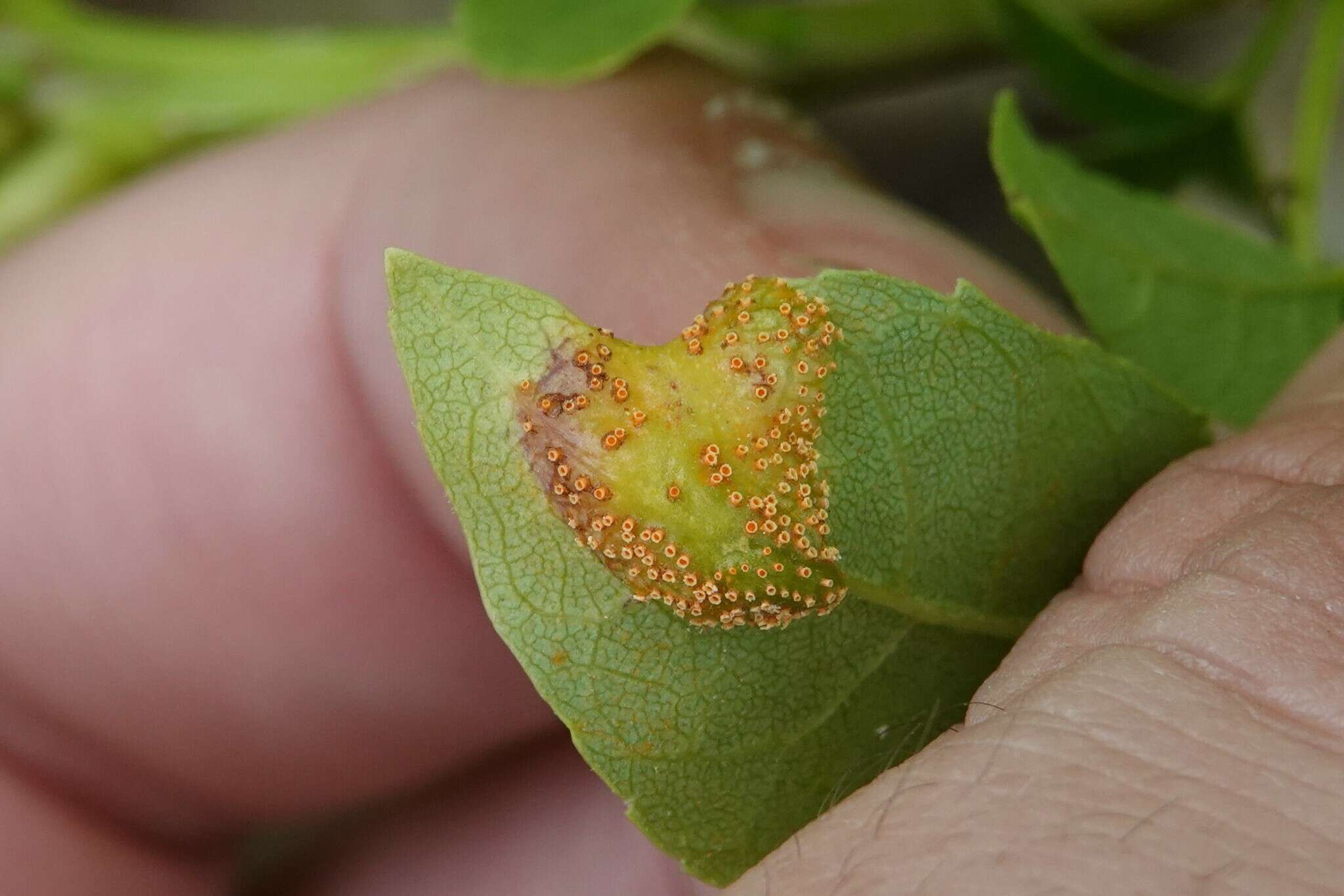 Image de Puccinia sparganioidis Ellis & Barthol. 1896