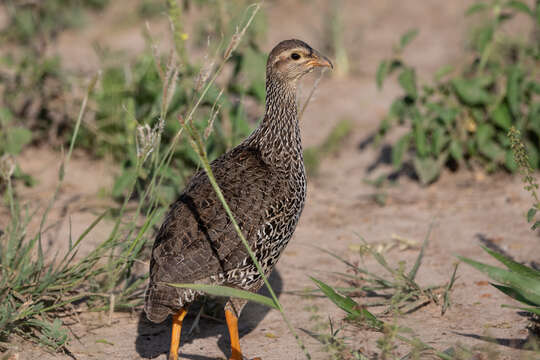 Image of Heuglin's Spurfowl