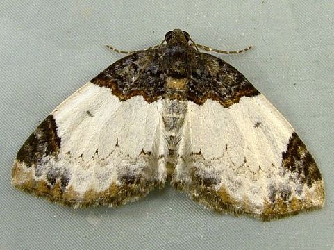 Image of White-ribboned Carpet