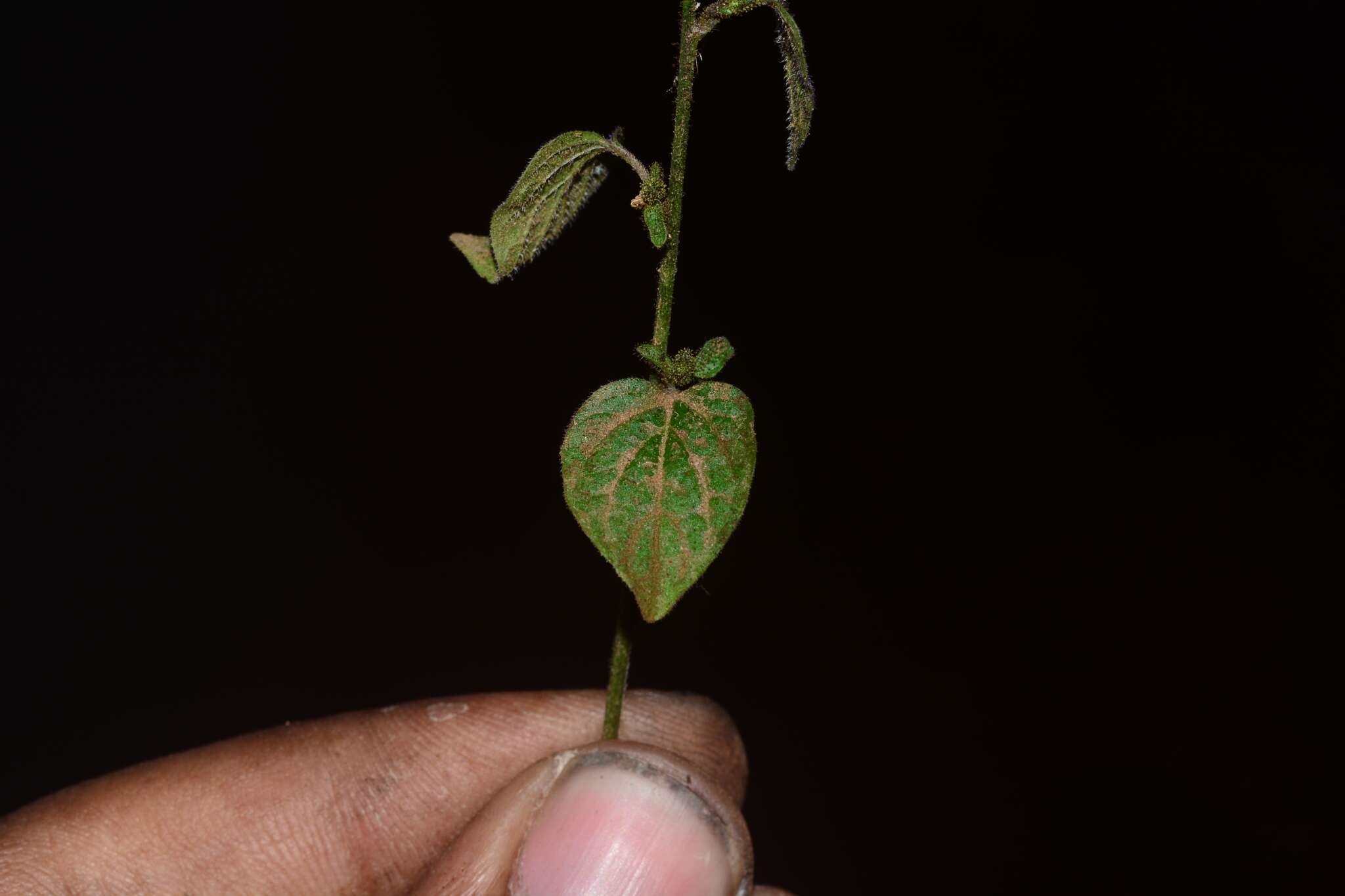 Image of Browallia speciosa Hook.