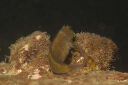 Image of Black blenny