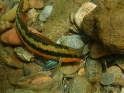 Image of Tangerine Darter