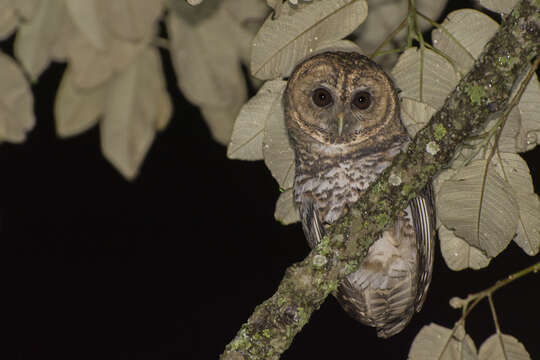 Image of Rusty-barred Owl