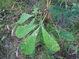 Image of black plum