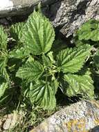 Image of Urtica australis Hook. fil.