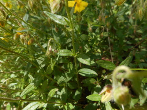 Image of Helianthemum nummularium subsp. obscurum (Celak.) J. Holub