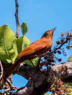 Pseudoseisura unirufa (d'Orbigny & Lafresnaye 1838)的圖片