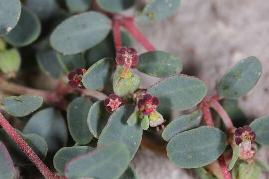 Sivun Euphorbia cinerascens Engelm. kuva