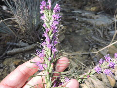 Image of cusp blazing star