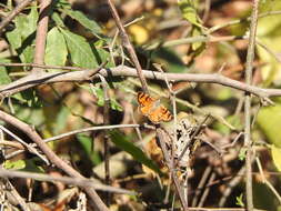 صورة Heterusia cruciata Staudinger 1894