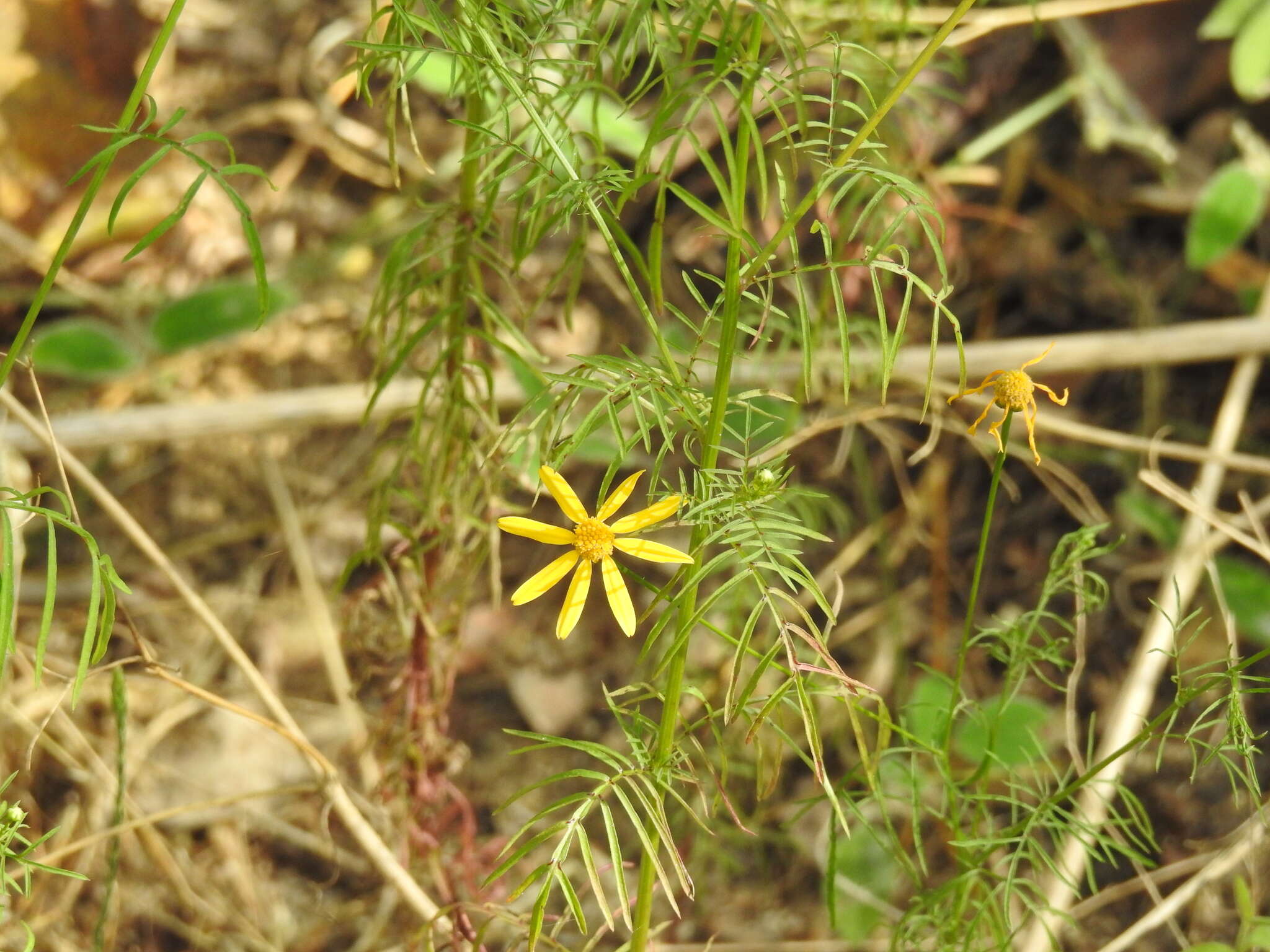 Image of Adenophyllum anomalum (Canby & Rose) J. L. Strother