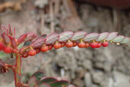 Image of Phyllanthus urinaria subsp. urinaria