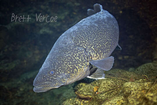 Image of Clarence River Cod