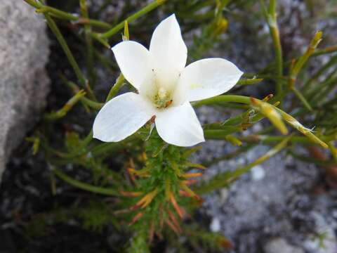 Image of Roella compacta Schltr.