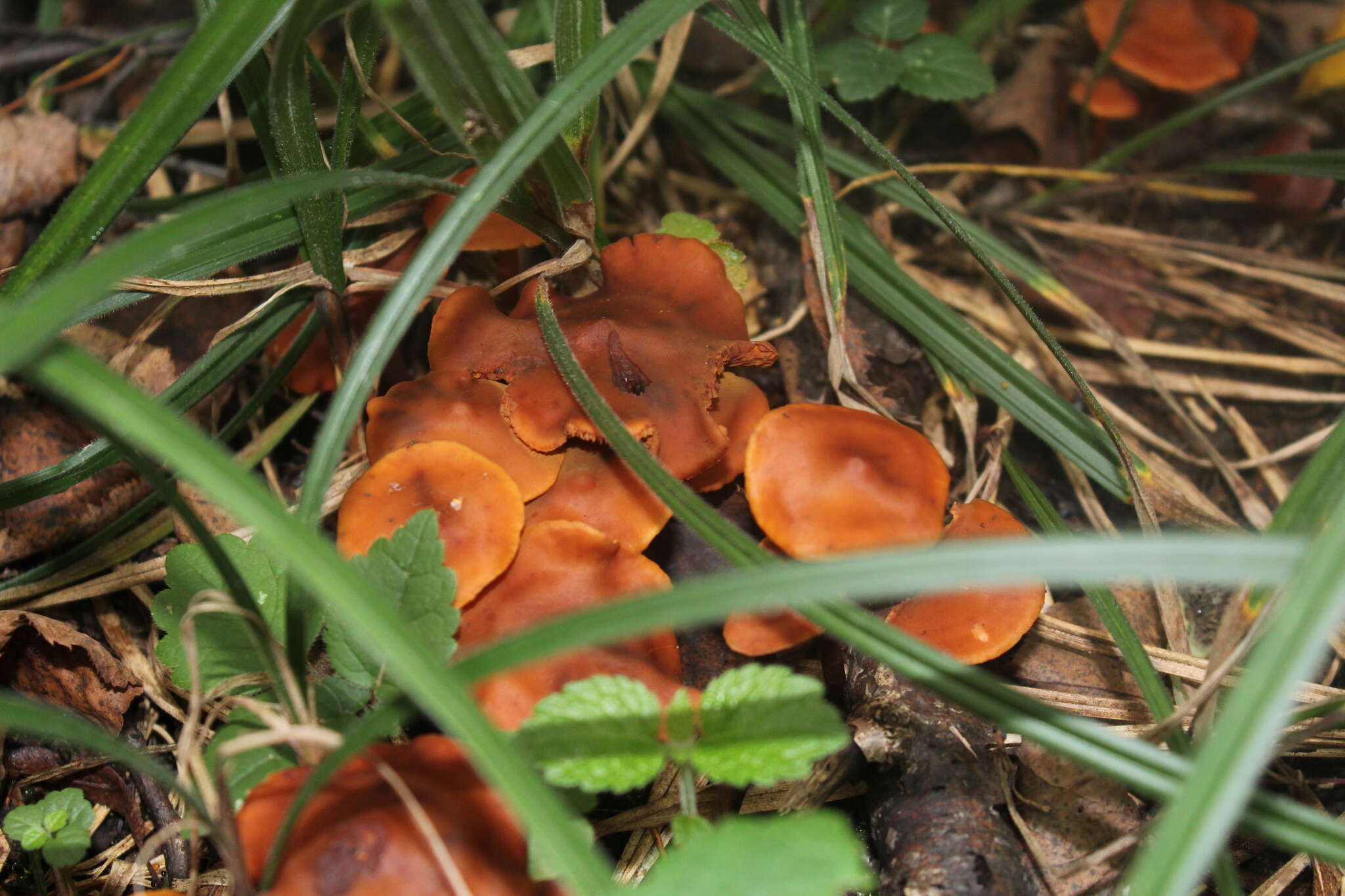 Phaeocollybia jennyae (P. Karst.) Romagn. 1944 resmi