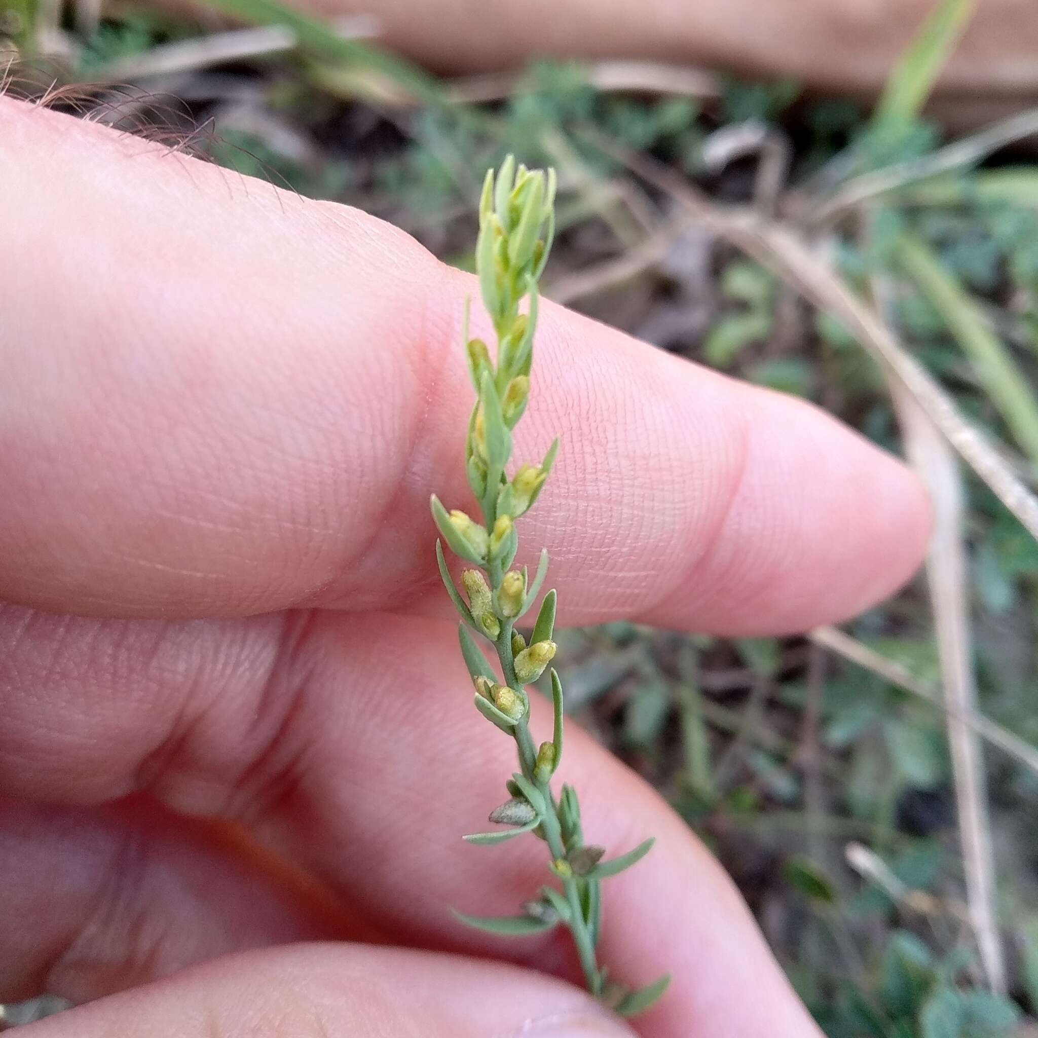 Sivun Thymelaea passerina (L.) Coss. & Germ. kuva