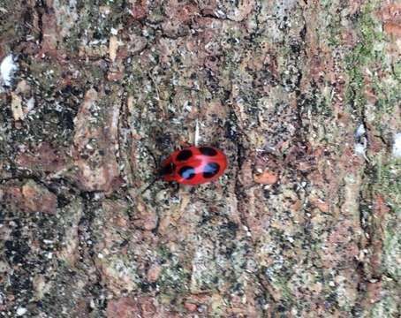 Image of False Ladybird