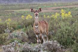 Image of Mountain nyala