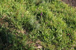 Image of Purple Toadflax