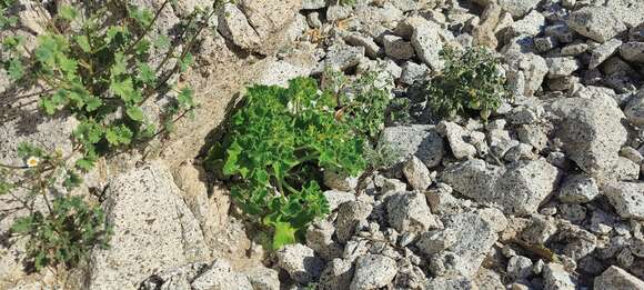 Image of rock nettle