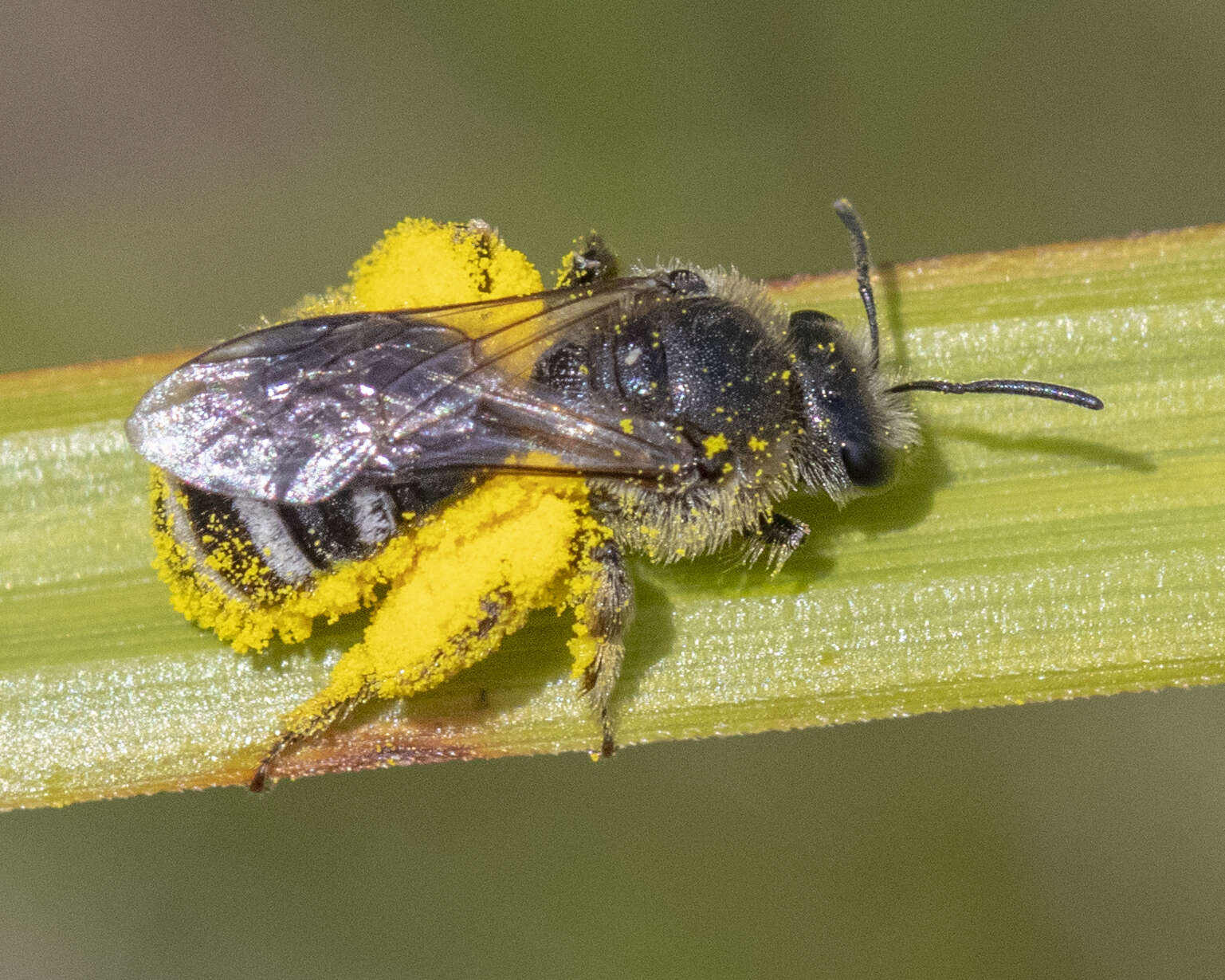 Plancia ëd Lasioglossum leucozonium (Schrank 1781)