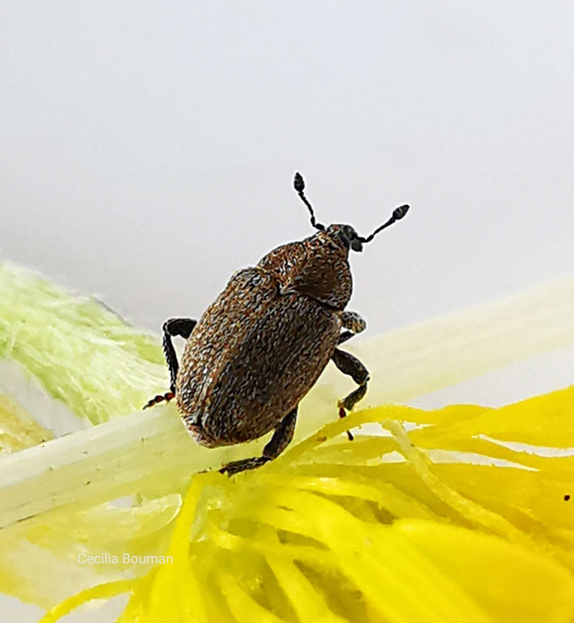 Image of Sibinia pyrrhodactyla Klima & A. 1936