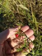 Image of Abobra tenuifolia (Gill.) Naud.