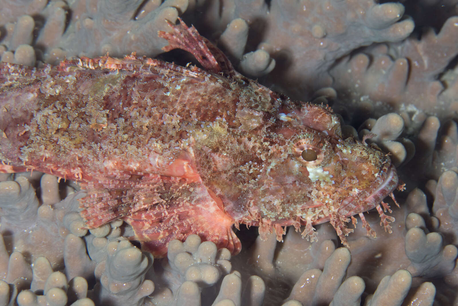 Scorpaenopsis oxycephala (Bleeker 1849) resmi