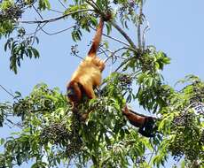 Image of Guianan Red Howler Monkey