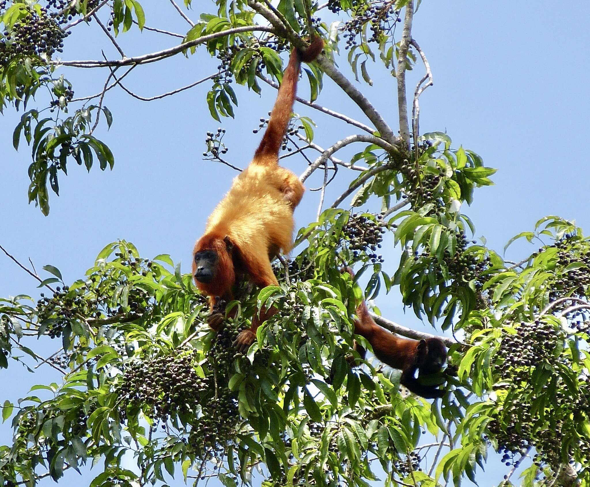 Imagem de Alouatta macconnelli Elliot 1910