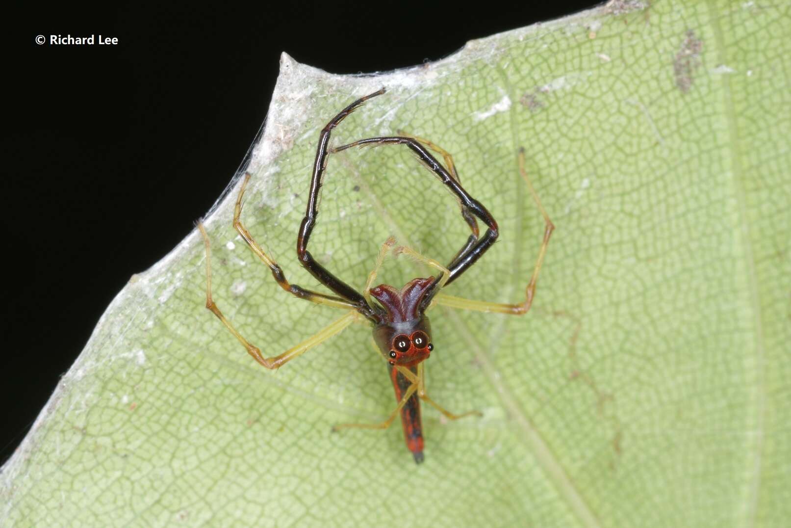 Image of Viciria pavesii Thorell 1877