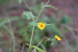 Image of Simsia amplexicaulis (Cav.) Pers.