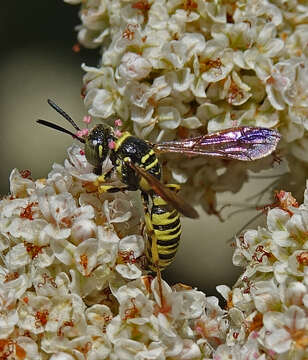 Image of Eucerceris provancheri (Dalla Torre 1890)