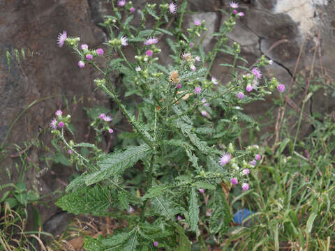 Carduus clavulatus Link的圖片