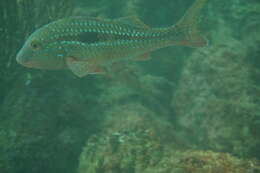 Image of Bigscale goatfish