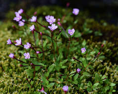 Image of pimpernel willowherb