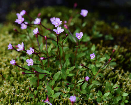 Image of pimpernel willowherb