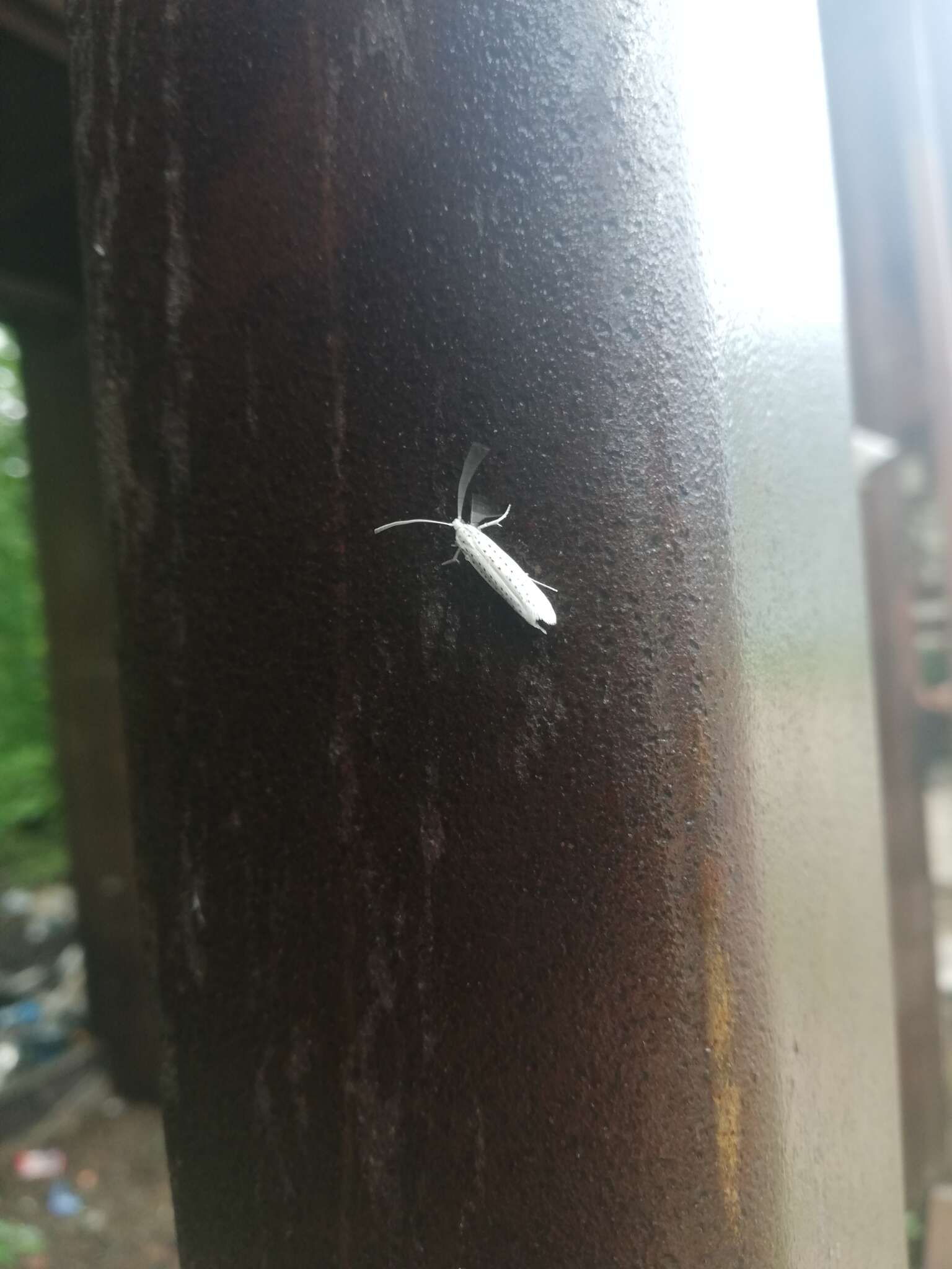 Image of Bird-cherry Ermine