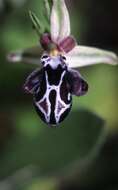 Image of Ophrys cretica (Vierh.) E. Nelson