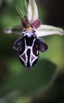 Image of Ophrys cretica (Vierh.) E. Nelson