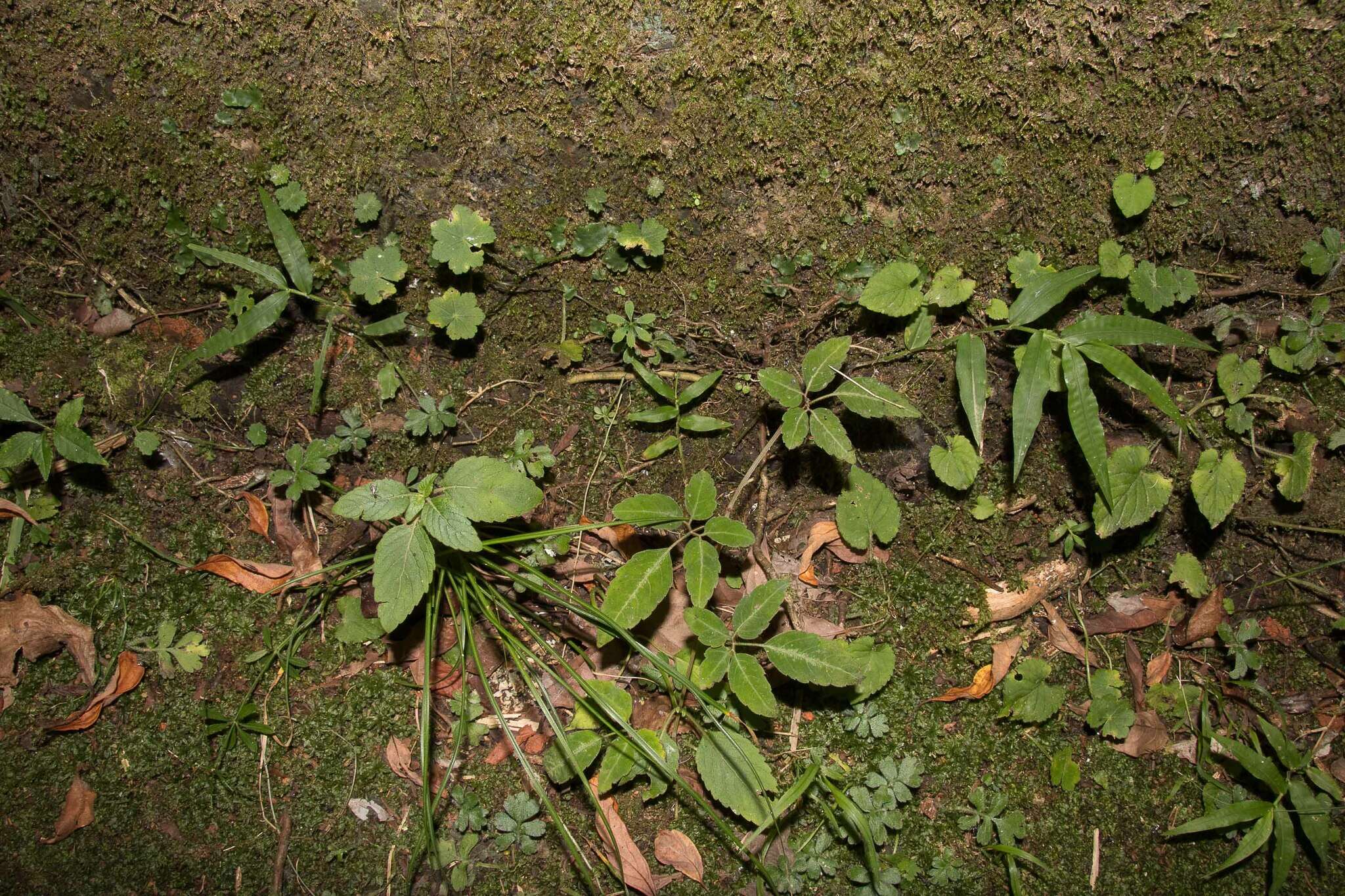 Plancia ëd Galium echinocarpum Hayata