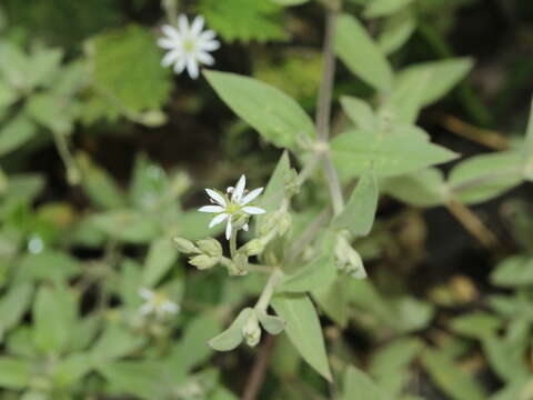 صورة Stellaria vestita Kurz